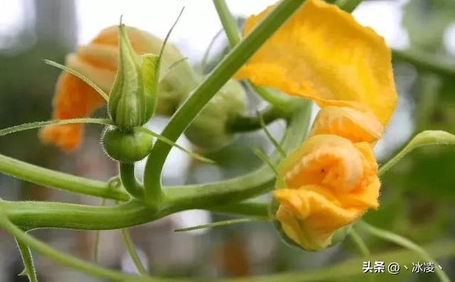 浑身是宝的一种植物，嫩茎叶藤蔓、花朵、果实和种子均可做成美食