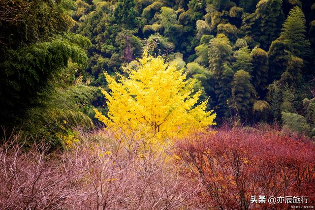 中国最美十大银杏风景观赏地，秋季看银杏叶的地方，你去过几个？