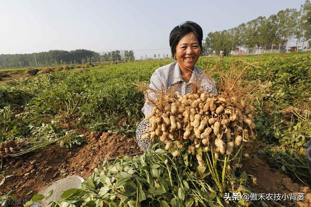 植物生长调节剂＝激素？其功能作用、药害症状及补救方法有哪些？