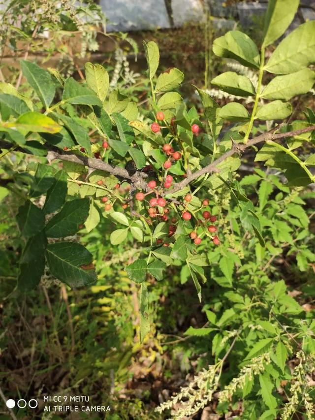 炒菜无花椒不欢，生日这天平邑西山摘花椒差点要我命，吓死宝宝了