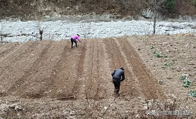 冬耕播种忙不停 “神仙草”种植基地初见形