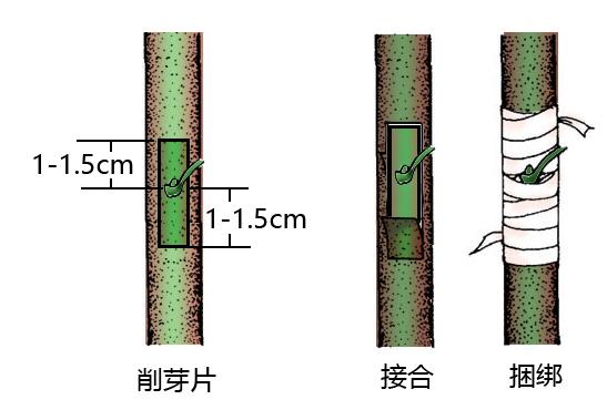 掌握面包果3个嫁接要素，6个基本操作步骤，种苗成活率高