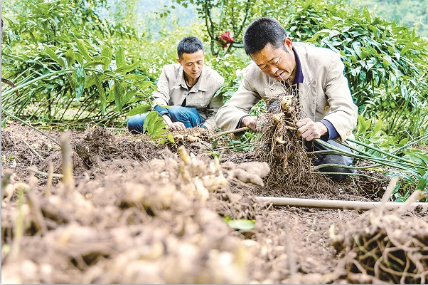 中纪委网站记者探访武陵山区深处的乡村巨变：奔跑的华溪村