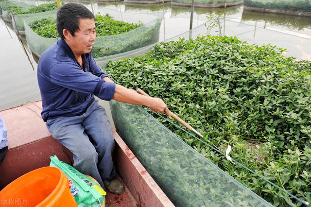 我用水泥池养殖黄鳝，投入两百条鳝鱼苗，养了四个月，结果怎样？