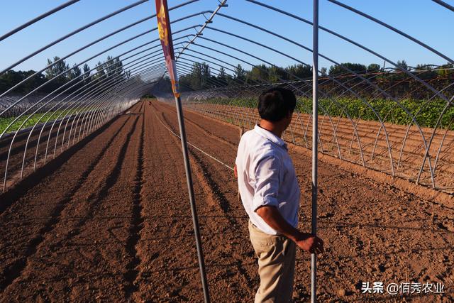 2个步骤破译大蒜高产“密码”，按照要求去做，大蒜种植无新手