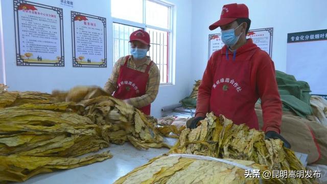 牛栏江水海村：种养殖产业兴旺 村民增收业态丰富