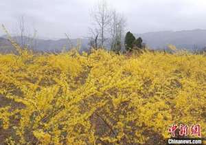 连翘怎样种植(甘肃成县：连翘花海出“钱景” 农户“花事”致富)