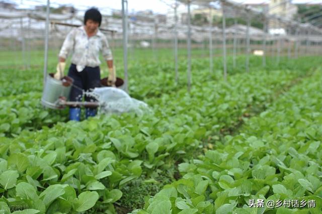 四个种菜小妙招，蔬菜增产又增收，这可是我常年用的方法