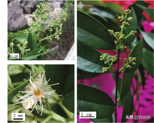 白果蒲桃生物学与生态学特性及播种育苗技术