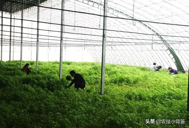 茼蒿春季种植正当时，如何管理才能实现苗齐苗壮、高产优收？