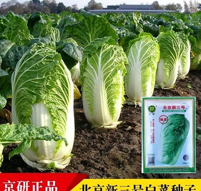 冬储大白菜什么时候种好？怎么种？用这个方法省种子出苗又好