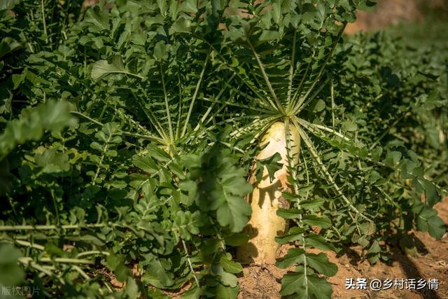 要想萝卜和白菜优质高产，从种植到管理全程教你，不怕长不好