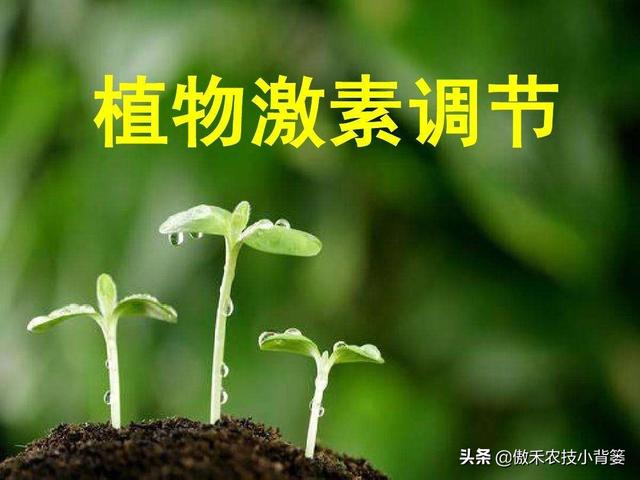 植物生长调节剂＝激素？其功能作用、药害症状及补救方法有哪些？