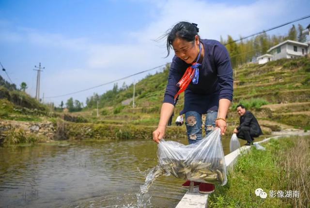 扶贫印记丨走进脱贫村：产业兴 增收稳