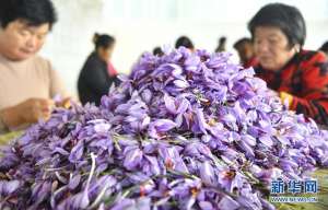 亳州市 药材种植(安徽亳州：藏红花开幸福路)