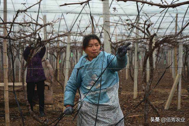 农民搞种植不赚钱？记住4点要素，农业路上就能少风险