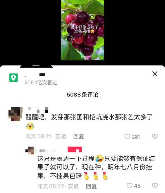 记者帮｜自栽自培轻松实现“车厘子自由”？网传种植经历视频是真是假？结果有点扎心