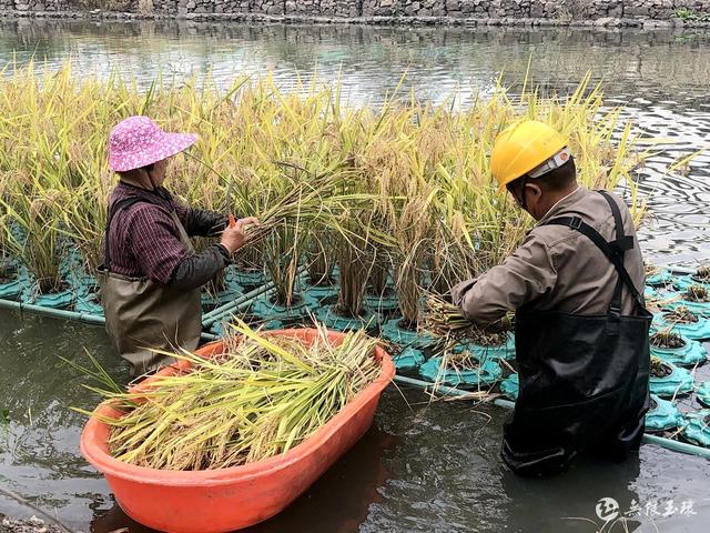 玉环：“水上稻”效果好，水净又谷丰