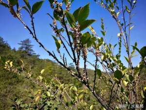 桂东养殖(来自罗霄山脉湖南桂东海拔1350米高山蜂场的“蜜中之皇”野桂花蜜)