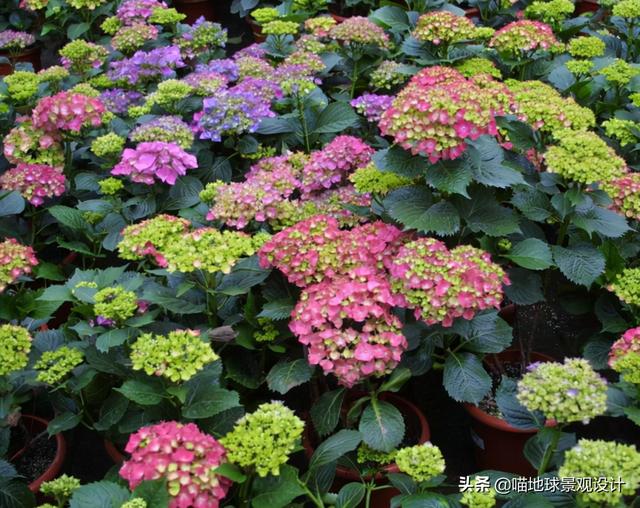 庭院景观设计：适合庭院种植的花灌木（二）