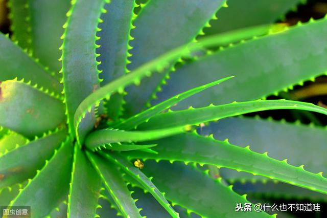 好养的室内绿植，芦荟种植技巧了解一下