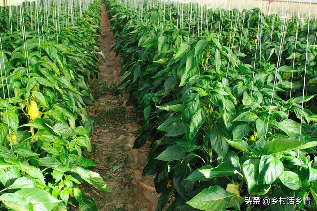 种植瓜果、茄果、豆角类，记住这三个方法，花多果多产量高