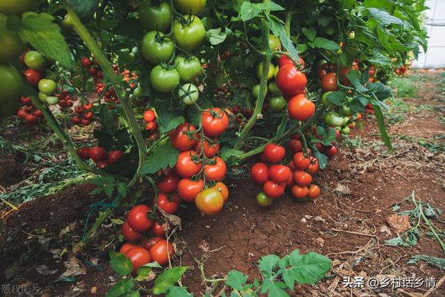 1-5月份每个月能种什么菜？南北各不同，好好把握种植时间