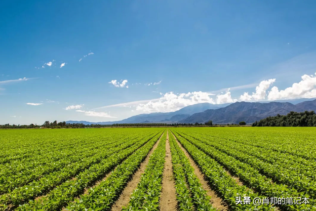 无机及有机栽培对黄瓜生育的影响