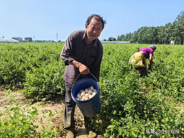 开封市通许县练城乡：金银花柴鸡“立体”种养 助农增收致富