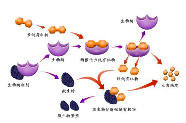 农业种植又添新科技，“生物酶技术”，轻松种植出高品质农作物