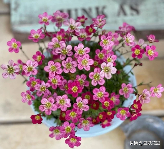 网红花卉高山虎耳草，养殖方法简单，植株小巧易爆盆，可做地被。