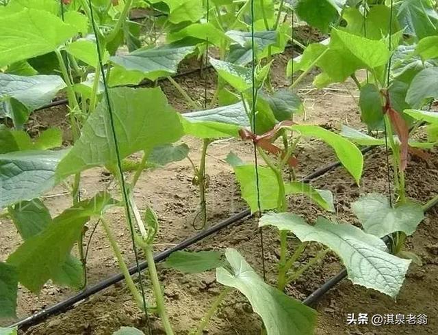 蔬菜上如何使用水溶性肥料