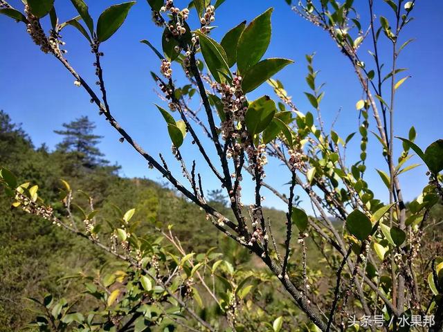 来自罗霄山脉湖南桂东海拔1350米高山蜂场的“蜜中之皇”野桂花蜜