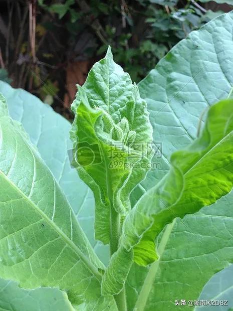 爷爷教我烟草种植经