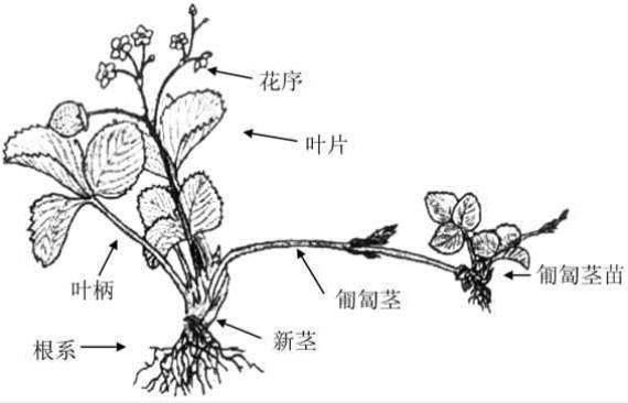 草莓苗好五分收！如何用匍匐茎育壮苗？母株定植与苗期管理是关键