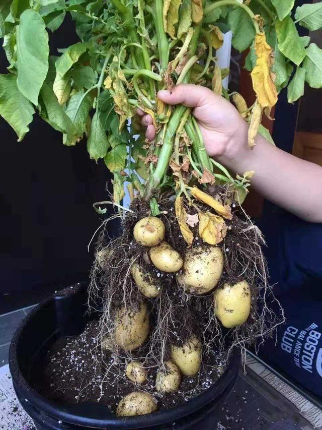 8种“阳台蔬菜”，家里就可以种，花盆撒点种子，秋天收获吃不完