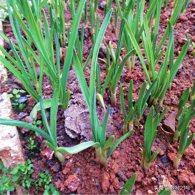 白露后种植蒜苗，播种时间、方式你了解多少？附高产技巧