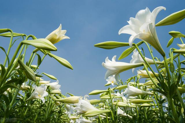 “百年好合之花”百合的种植方法和时间介绍