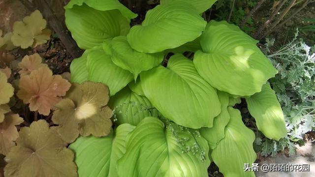 北方庭院每月都想赏花？就选这些花搭配种植