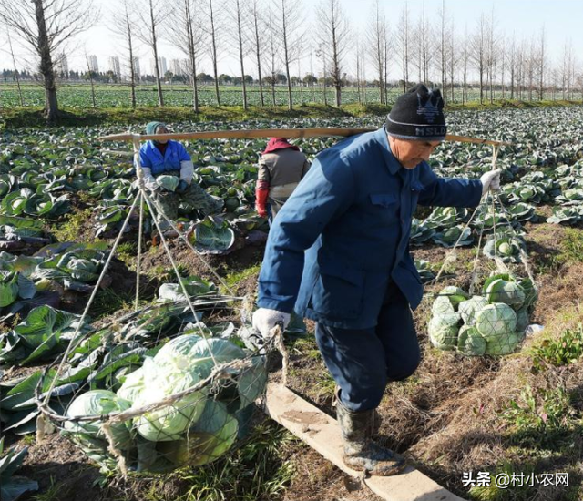 农村大田种甘蓝，村小农网教你11个种植步骤，让你从零高产多赚钱