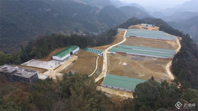 山沟沟里飞出“黑凤凰”云南盐津乌骨鸡登陆沿海及西南大中城市