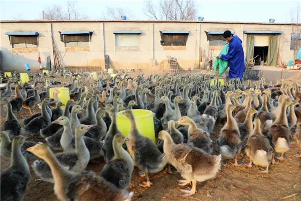 【网络文明建设】河北平乡：农家小伙养殖大雁鹅走上致富路