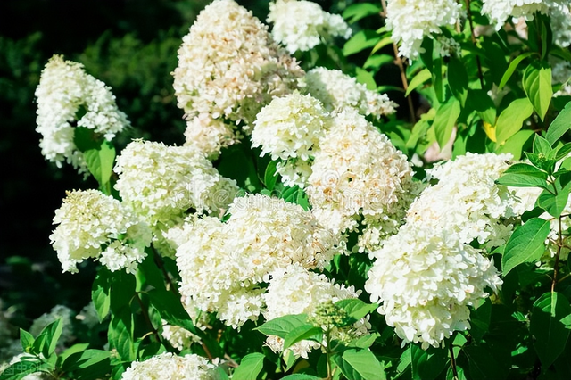 打造有格调的庭院花园，老花匠常养6种花，开花性好，高级感满满