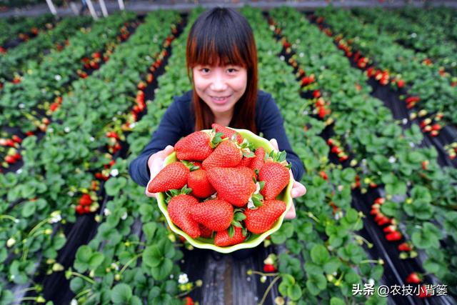 如何让草莓变得更红更甜更好吃？种植草莓要注意这几点