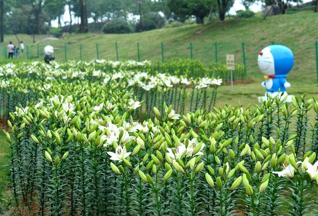 “百年好合之花”百合的种植方法和时间介绍