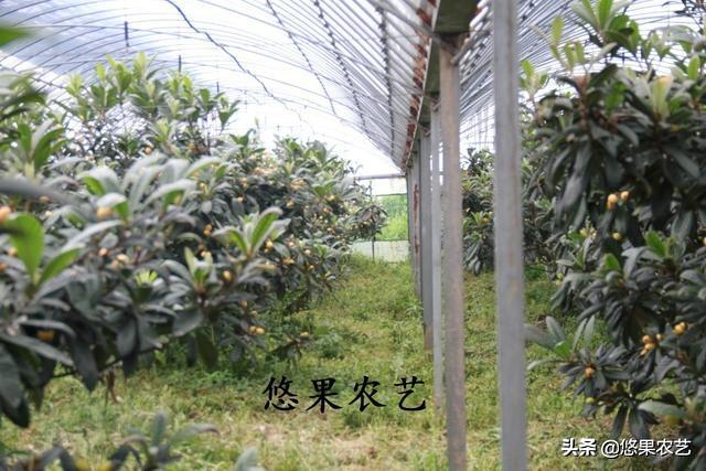 2019年浙江大棚枇杷种植又受伤了，大棚枇杷种植难在何处？