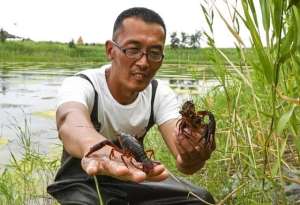 北方可以养殖龙虾吗(强强联合 突破瓶颈 让盘锦繁育出“长得快 能抗寒”的小龙虾)