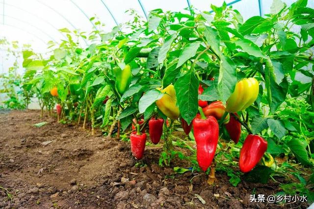 种了10年辣椒，学会浇5次关键水，辣椒结果一茬接一茬