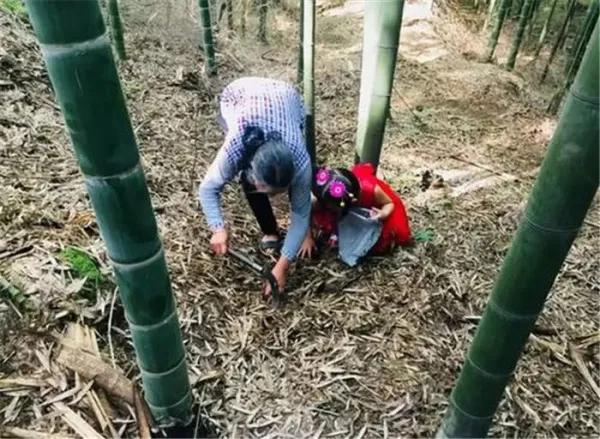 竹林中的“虫草”，一斤近百元不常见，能投入种植吗？