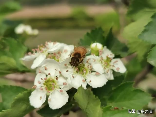 这20种传统果木树，成为北方城市园林新宠，常吃果但未必见其花